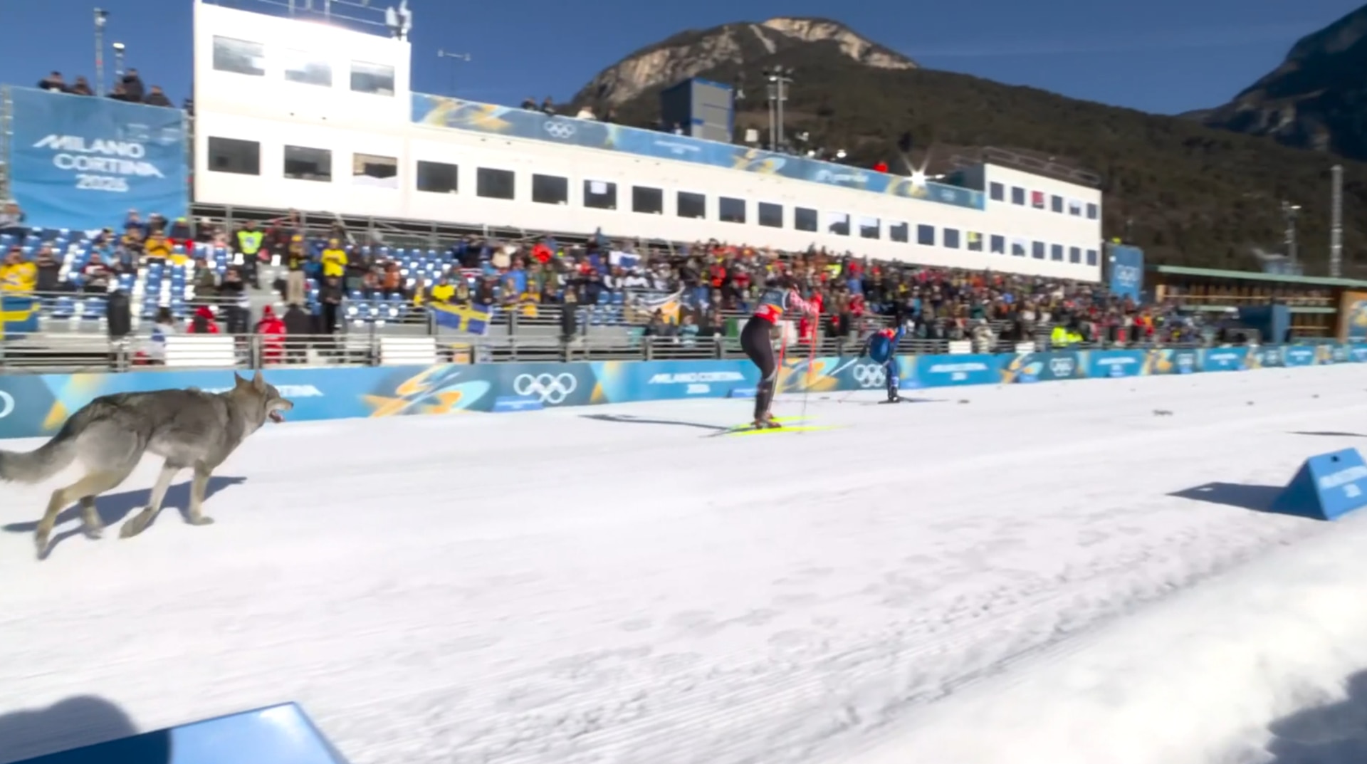Dog runs across the cross country course