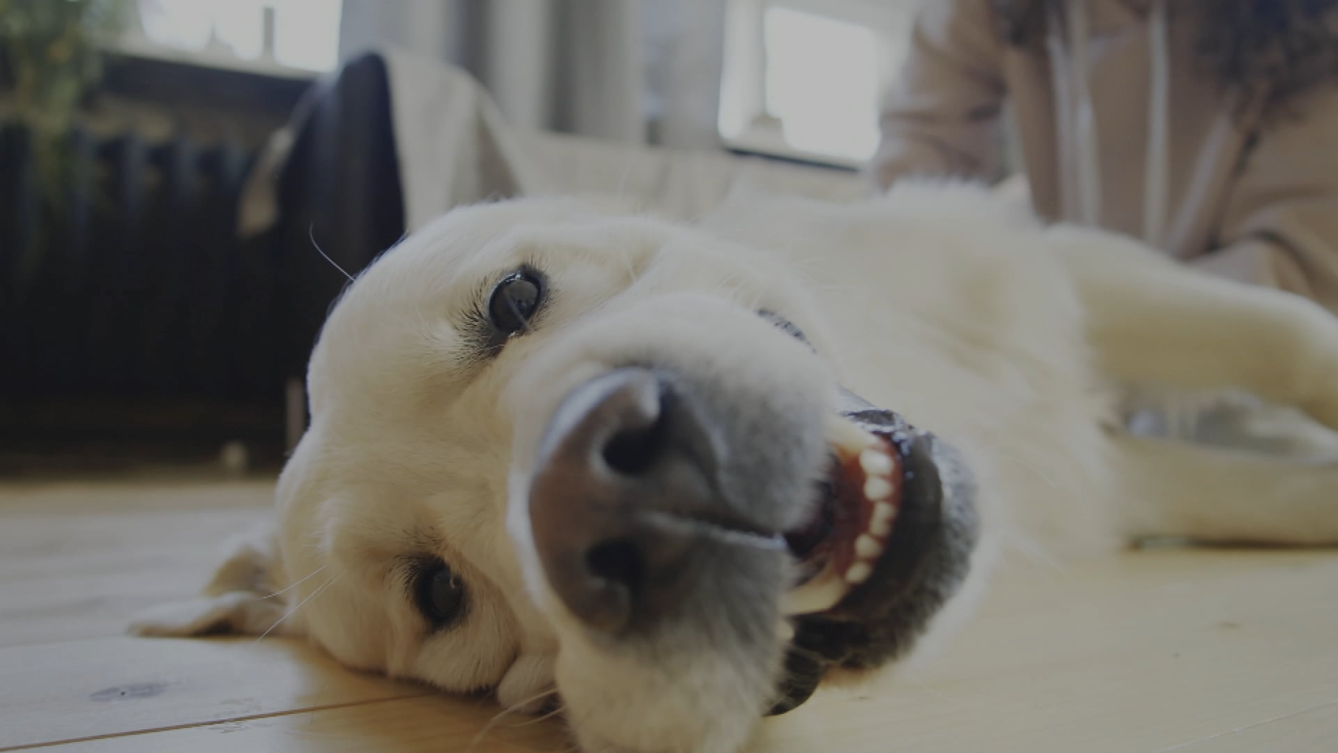 Dogs in the olympics